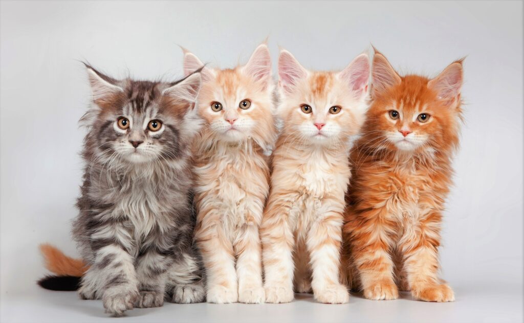 Buy Maine Coon Kittens Online