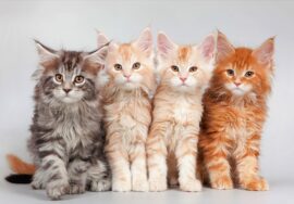 Buy Maine Coon Kittens Online