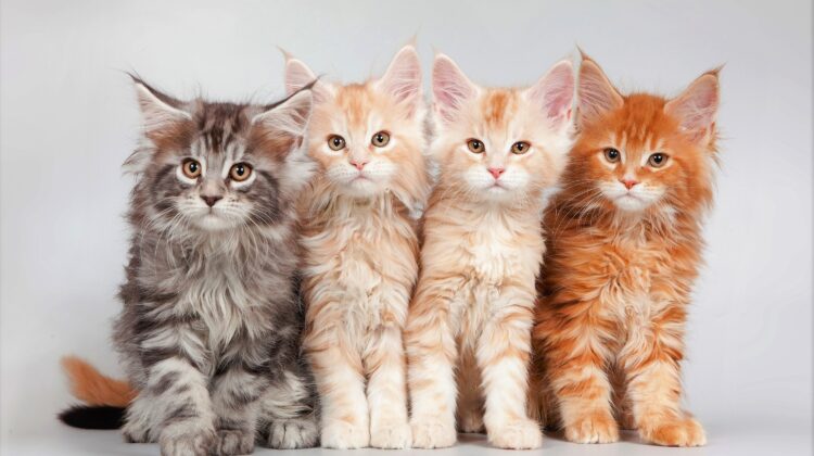 Buy Maine Coon Kittens Online