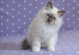 Ragdoll Kittens for Sale
