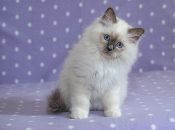 Ragdoll Kittens for Sale
