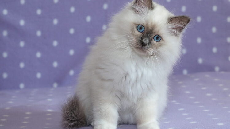 Ragdoll Kittens for Sale