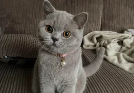 British Shorthair Kittens Near Me