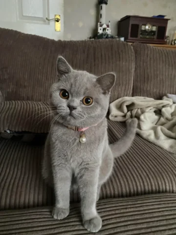British Shorthair Kittens Near Me