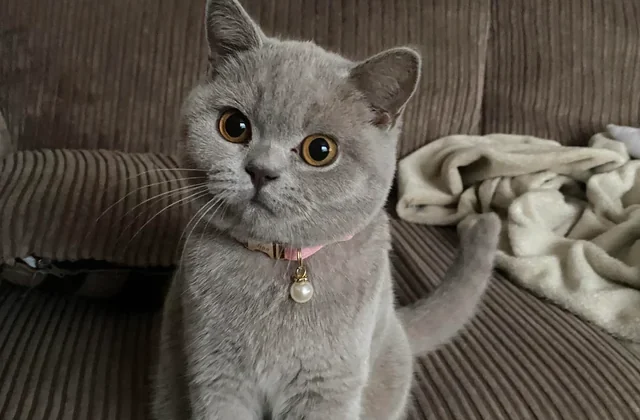British Shorthair Kittens Near Me