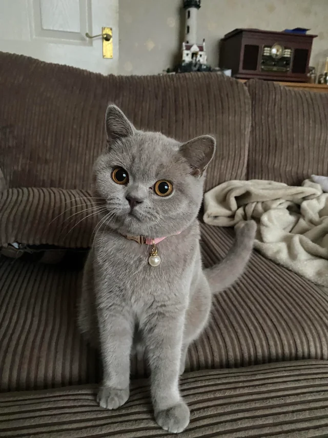 British Shorthair Kittens Near Me