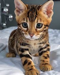 Bengal Kittens Near Me