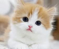 Munchkin kittens for sale