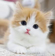 Munchkin kittens for sale