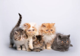 Buy Persian Kitten Online