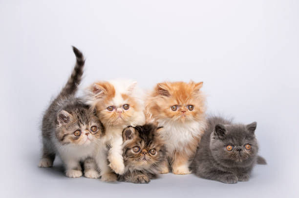 Buy Persian Kitten Online